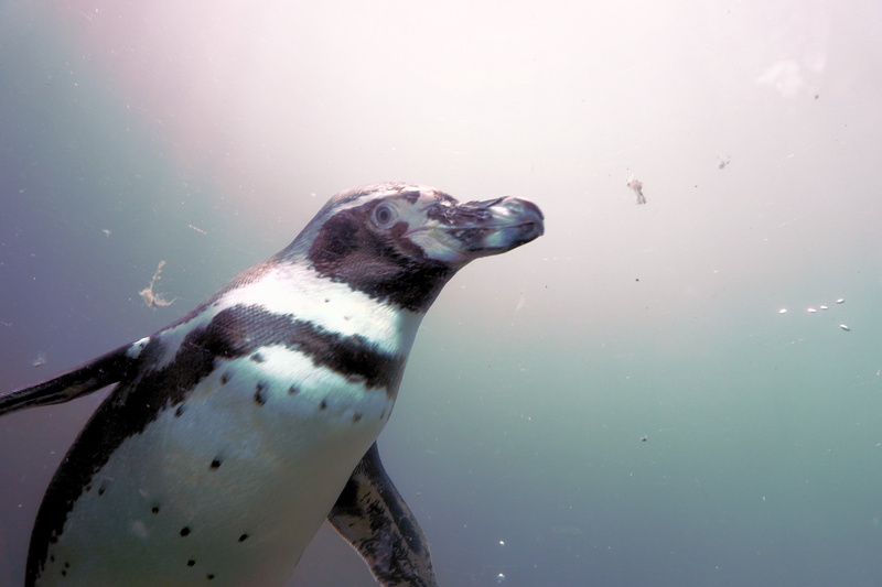 penguin, one animal, animal world, sea, zoo, zoo sababurg, day, humboldt penguin, aquatic mammal, bill, animal, animals in the wild, water bird, nature