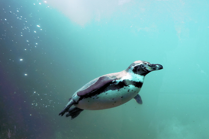 humboldt, bird, motion, underwater, penguin, bill, marine, water bird, zoo sababurg, white, animals in the wild, zoo, wildlife, undersea, one animal, full length