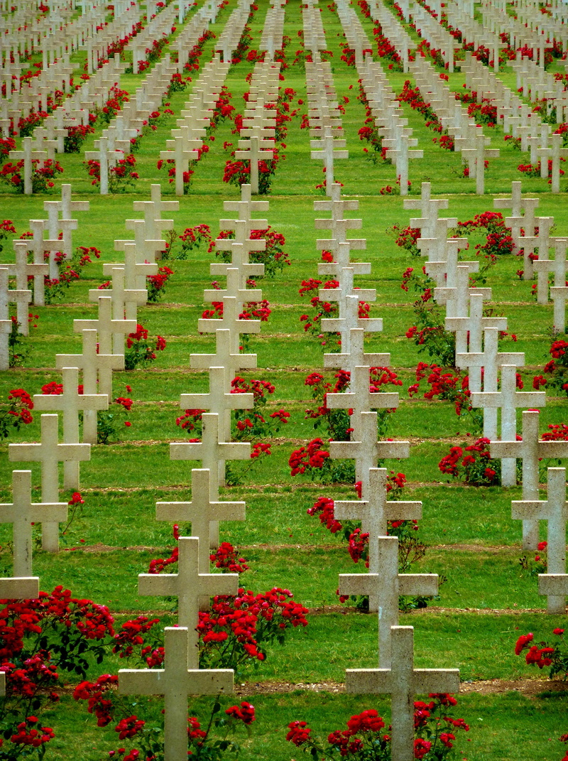 4K, outdoors, flowerbed, freshness, plant, flower, france, commemorate, no people, verdun, land, memorial, day, world war, flowering plant, field, beauty in nature