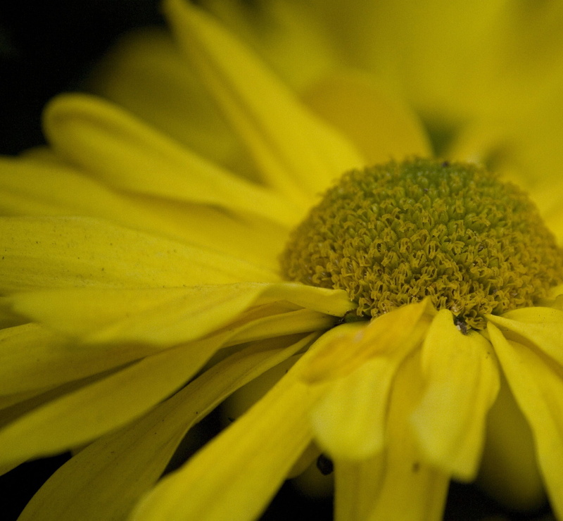 single Flower, yellow daisy, F.A.B., life, daisy, blooming, summer, nature, secrets, photography, macro, focus, flower, yellow, 1080P, petal, plant, selective