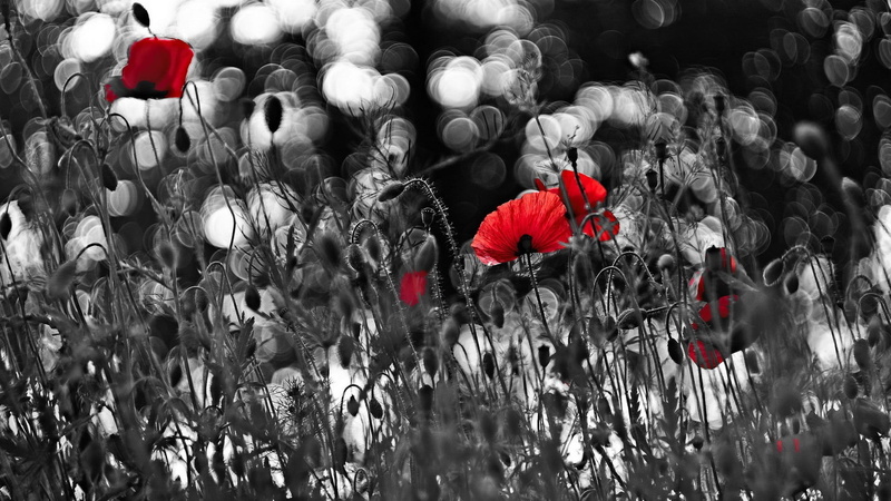 no people, fragility, poppies, inflorescence, beauty in nature, 1080P, outdoors, white, flowers, red, day, poppy, selective coloring, field, petal, flower head