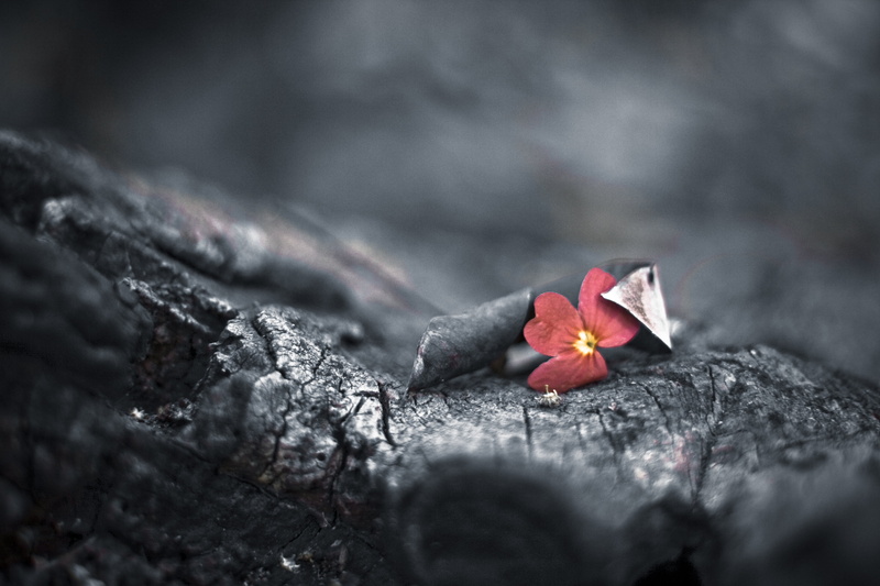 red, March, selective, selective color, Red  Black, BlackandWhite, India, close-up, nature, DOF, color, Survive, BandW, Canon, Karnataka, 4K, Survival