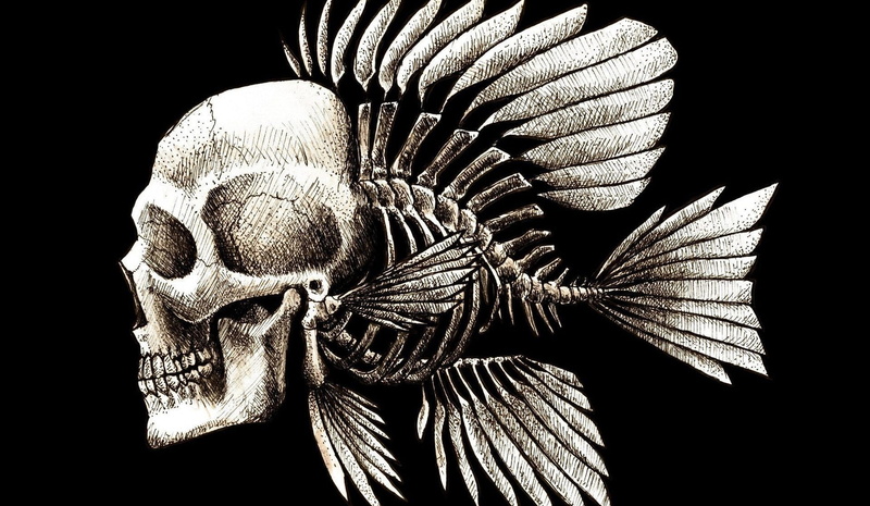 sunlight, studio shot, indoors, nature, 1080P, no people, representation, black background, human representation, cut out, plant, skulls humor fish artwork charles darwin bones seaman