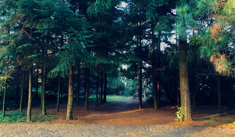 park, tree trunk, day, direction, idyllic, growth, land, tranquility, landscape, strada louis pasteur 16, nature, cluj-napoca, forest, romania, environment