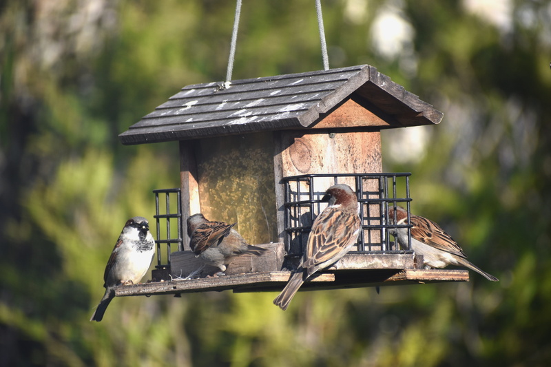 manger, animal themes, wood, vertebrate, perching, day, garden, sparrows, animal wildlife, one animal, architecture, 5K, animals in the wild, animal, wood - material