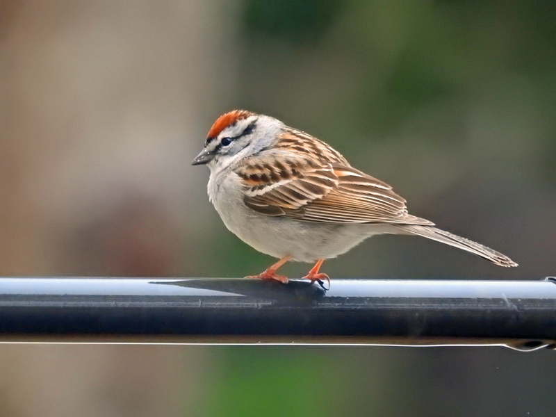 animal themes, perching, pen, animal wildlife, railing, animal, day, animals in the wild, 4K, sparrow, full length, plumage, bird, metal, wildlife, vertebrate
