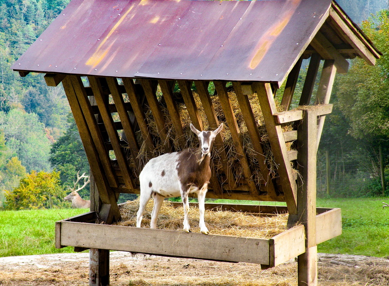 built structure, vertebrate, herbivorous, boundary, nature, food, goat, wood - material, standing, manger, village life, 2K, white, pets, animal wildlife
