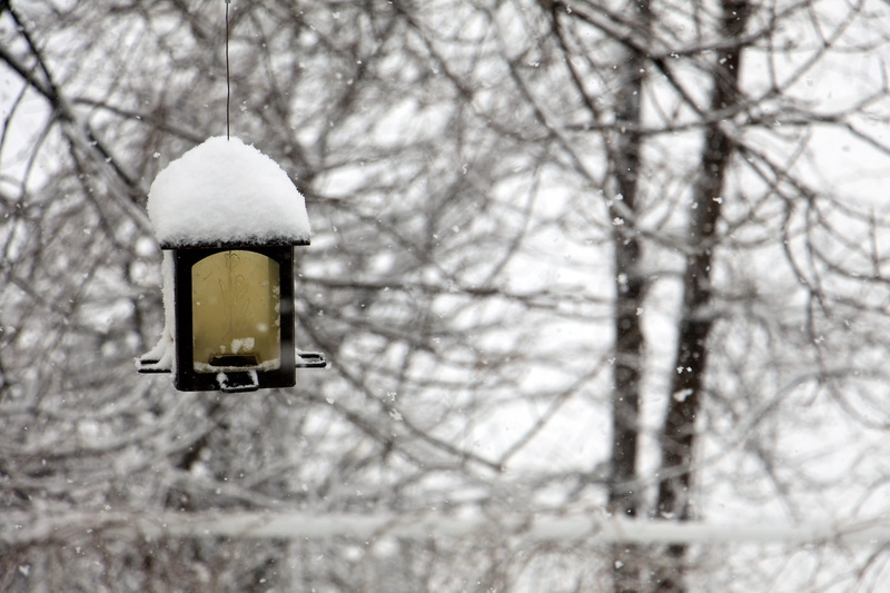 black, bird, manger, vacuum, winter landscape, snowing, frost, lamp, cold temperature, animals, low angle view, plant, white, winter, daytime, branch, focus on foreground