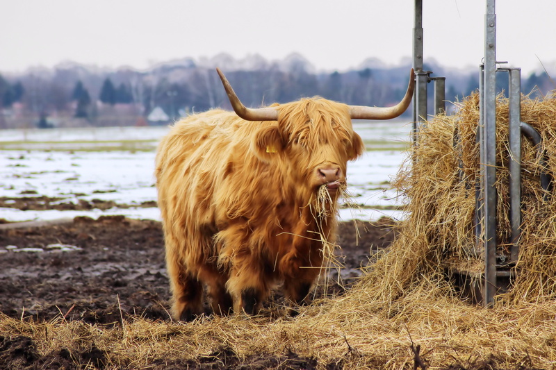 no people, horned, hay, animal wildlife, cattle, animal themes, animal hair, mammal, plant, one animal, herbivorous, domestic cattle, field, vertebrate
