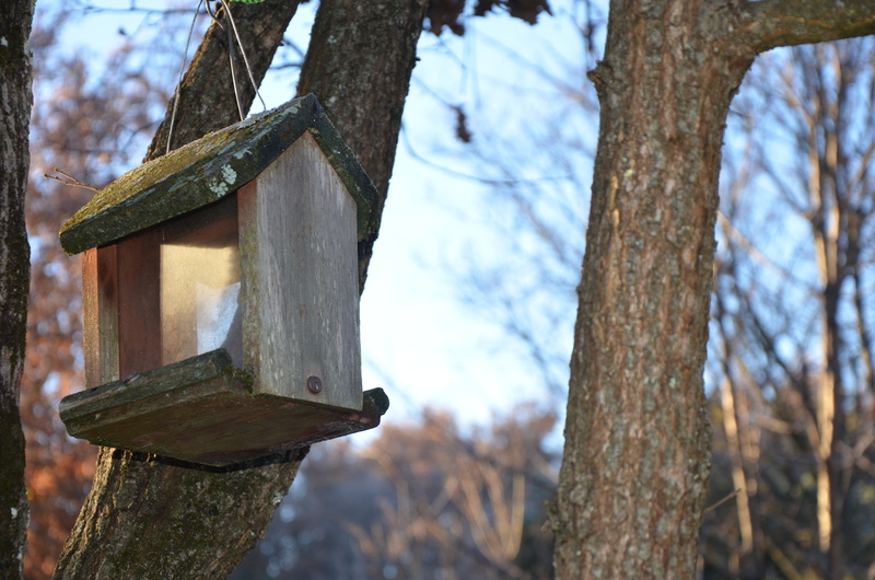 birds, land, plant, tranquility, day, feeder birds, branch, animals, manger, nest box, robin, forest, close-up, birdhouse, no people, garden, bird feeder