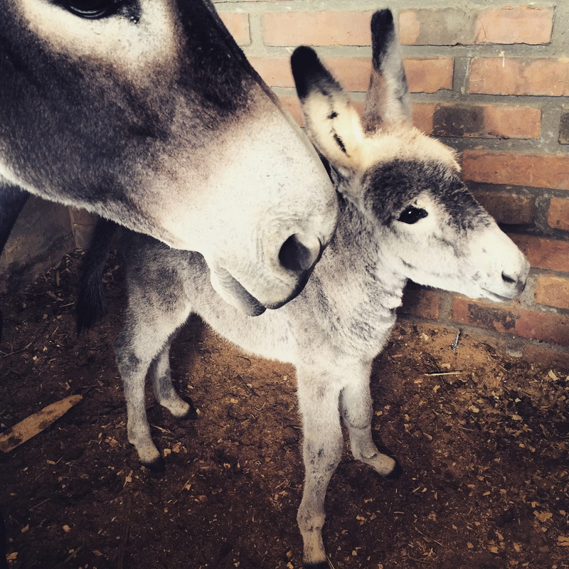 animal themes, domesticated, day, nature, domestic, no people, standing, horse family, outdoors, animal baby, mammal, agriculture, Donkey, one animal, Burrito