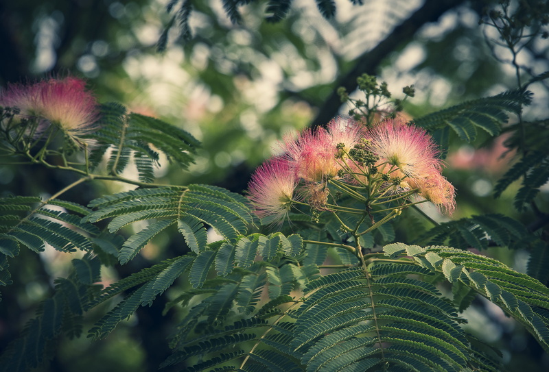 fragility, pink color, zen, acacia of constantinople, freshness, plant, inflorescence, pink, 4K, flowers, leaf, day, nature, close-up, tree, growth, vulnerability