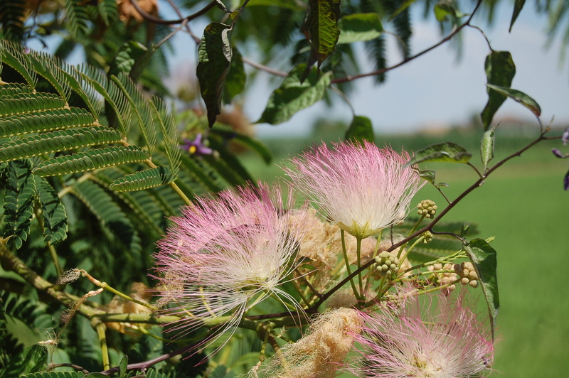 inflorescence, growth, leaf, petal, albizia julibrissin, acacia of constantinople, purple, outdoors, pink flowers, fragility, pink color, day, freshness