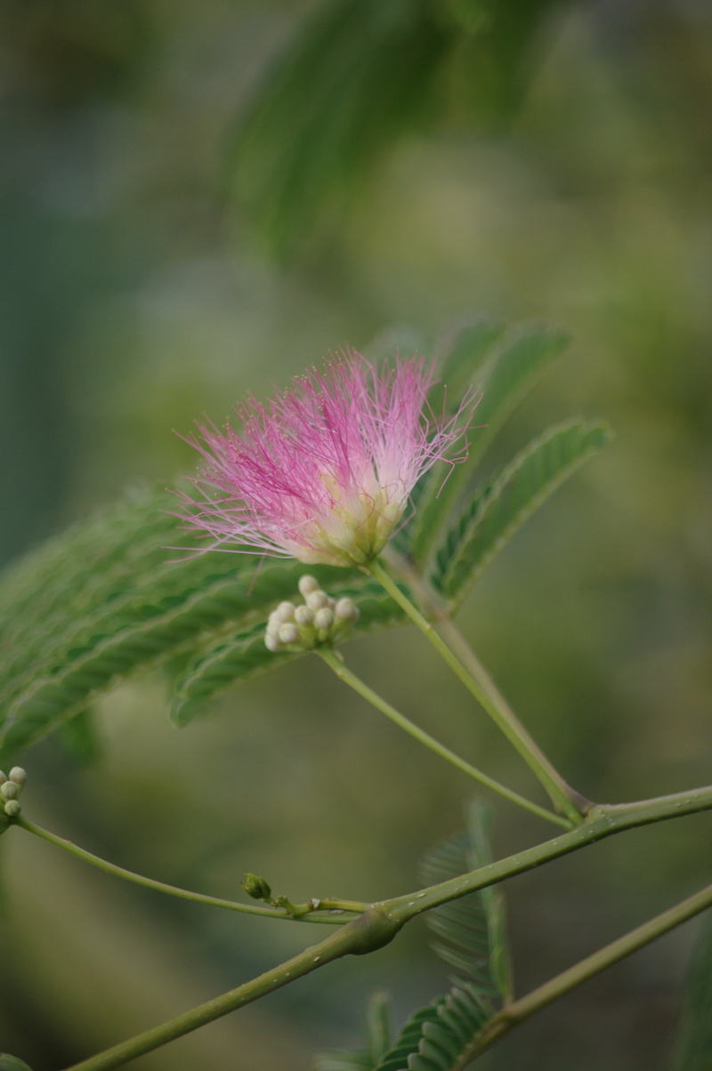 acacia of constantinople, purple, nature, flower, plant stem, outdoors, inflorescence, 4K, green color, close-up, albizia, selective focus, beauty in nature