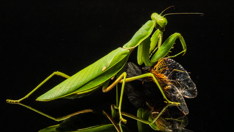 nature, Fishing, fishing locust, mantis, one animal, zoology, animal themes, Praying Mantis, dragonfly, close-up, outdoors, plant, invertebrate, black background
