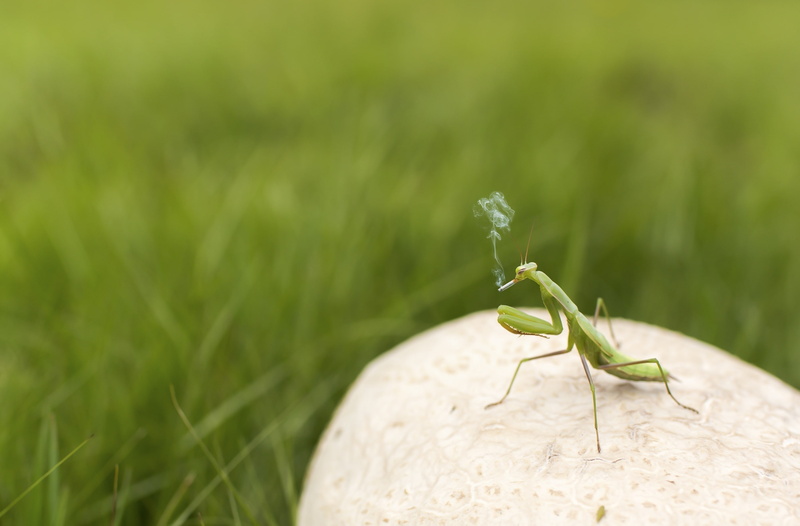 nature, selective focus, growth, invertebrate, animal themes, animals in the wild, Smoking, green color, animal, Smoker, one animal, Funny, Green, Addiction