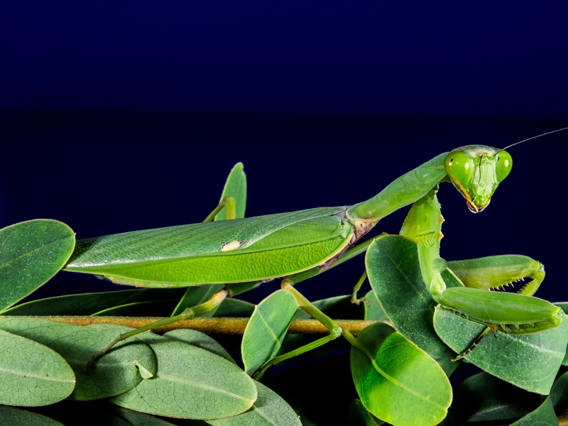 black background, no people, copy space, mantis, green, animals in the wild, close, growth, plant part, mantis religiosa, animal wildlife, praying, nature