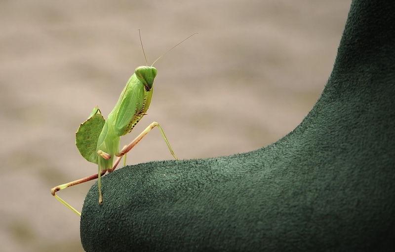 wildlife, animals In The Wild, focus on foreground, invertebrate, locust, close-up, carnivore, animal Eye, nature, outdoors, animal Antenna, no people