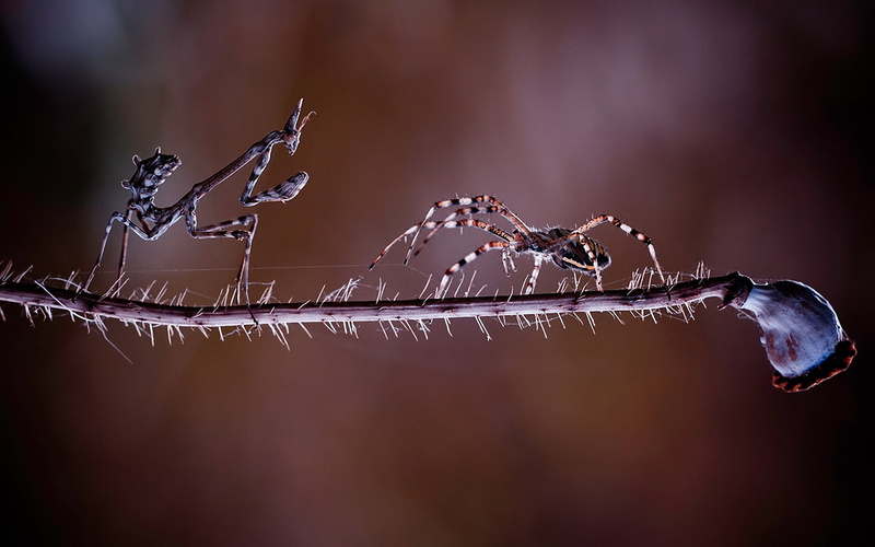 cold temperature, winter, outdoors, insects, night, insect, drop, leaf, focus on foreground, no People, season, dew, wet, ice, morning, nature, springtime