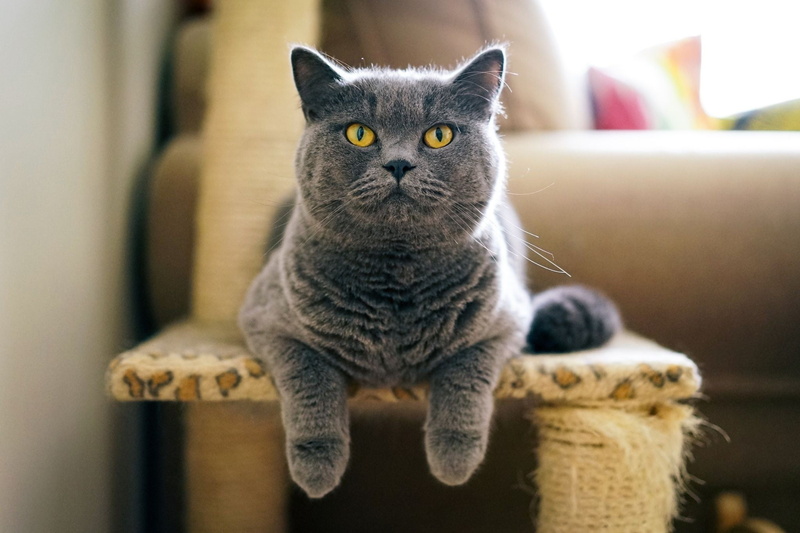 furniture, indoors, tabby, pets, domestic animals, looking at camera, sofa, focus on foreground, cat, portrait, domestic, white, figurines, gray, domestic cat