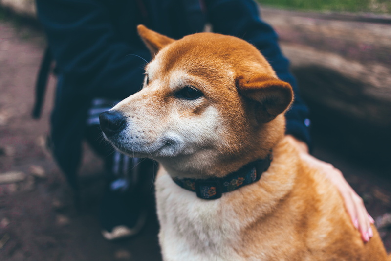 white, day, incidental people, people, sitting, domestic animals, canine, domestic, pets, shiba, close-up, snout, park, puppy, vertebrate, dog, shiba inu
