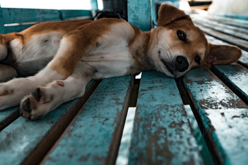 one Animal, domestic, outdoors, wood - Material, animal, brown, sleeping, no people, sitting, flooring, short, fence, animal head, friendship, white, purebred Dog
