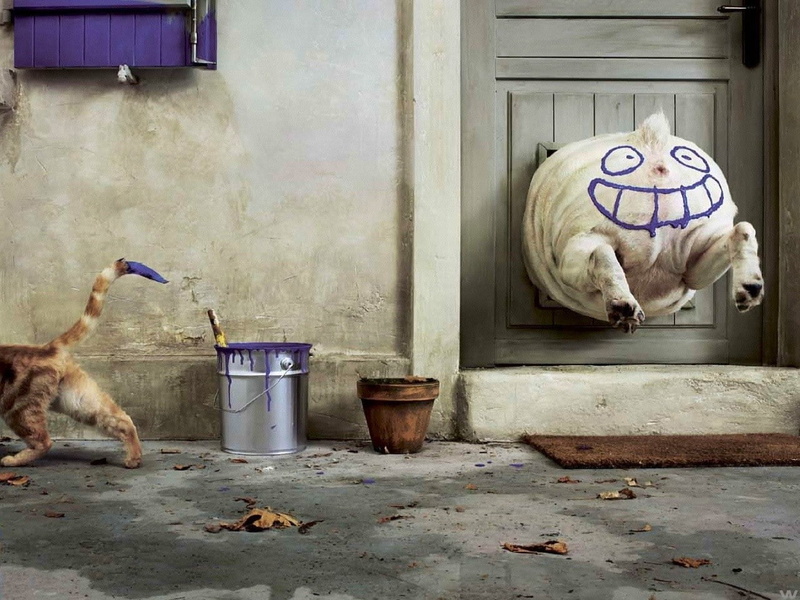 cat, paint can, smiling, door, smiley, 720P, dog door, animals, paint splatter, dog
