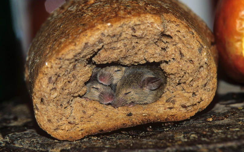 brown, mouse, 1080P, animals, mysz, mala, spiaca, myszka, chleb