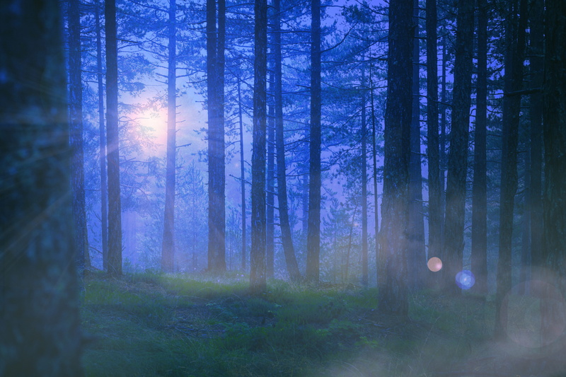 gloomy, fog, 5K, mountain, tree, outdoors, woodland, tranquility, environment, tree trunk, moon, pines, growth, forest, no people, mala reka, night, land