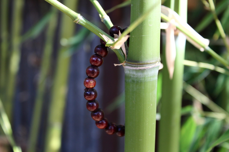 close-up, invertebrate, meditation, insect, selective focus, green color, animal themes, bamboo - plant, focus on foreground, food and drink, food, day