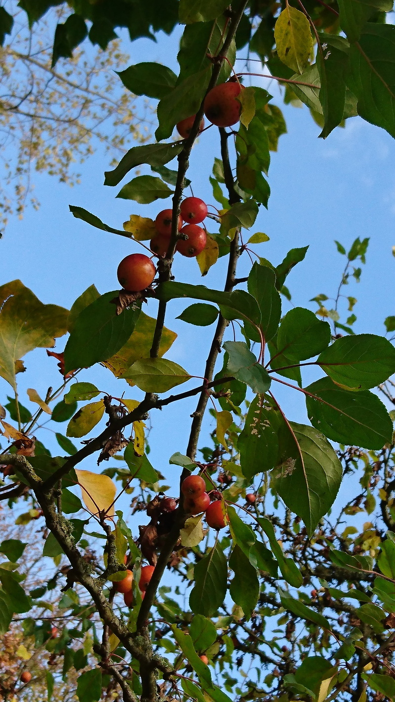 nature, growth, ripe, plant part, green color, no people, malas, decorative, sky, day, tree, fruit tree, 4K, plant, outdoors, fruit, food and drink, low angle view