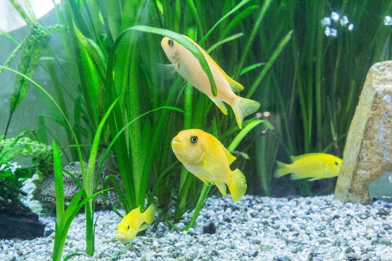 mala tegernsee, fish, animal wildlife, 4K, water, underwater, animals, glass - material, colorful gruff, animals in the wild, yellow, animal themes, nature