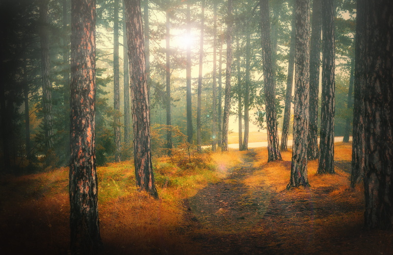 streaming, scenics - nature, trunk, non-urban scene, serbia, landscape, kaludjerske bare, nature, 4K, tree, sun rays, fall, mala reka, trail, tranquility