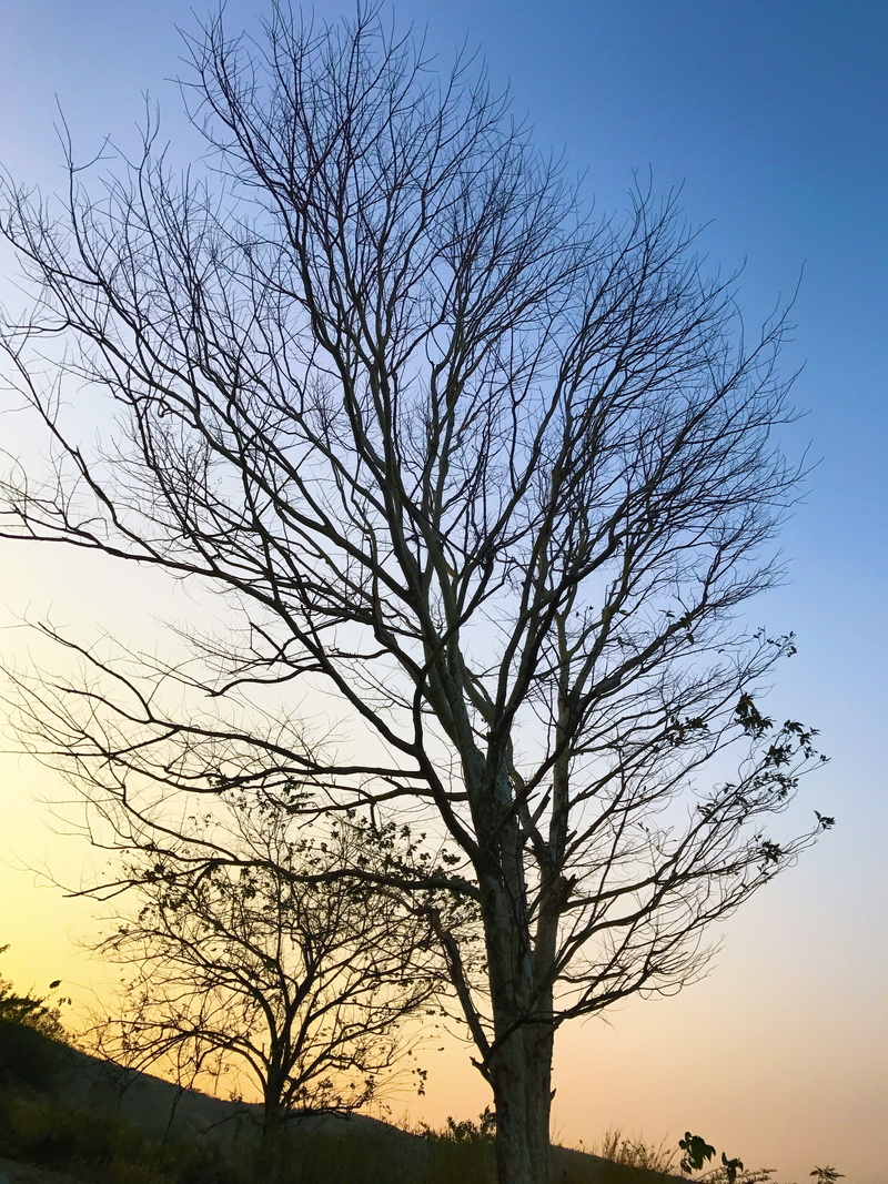 hike, iphone7, tranquil scene, growth, outdoors, india, plant, sky, forest, tranquility, tree trunk, nature, tree, bare tree, beauty in nature, branch