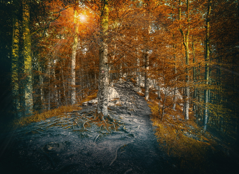 peak road, outdoors, tranquility, mala reka, growth, beauty in nature, mountain, woodland, nature, serbia, црњесково, day, tree, plant, non-urban scene