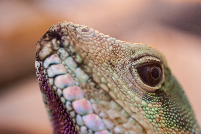 focus on foreground, chameleon, reptile, lizard, body part, macro, vertebrate, vivarium, close-up, agama, human body part, iguana, animal wildlife, one animal