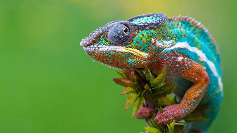 animal body part, reptile, chameleon, nature, outdoors, vertebrate, one animal, day, animal eye, focus on foreground, copy space, agama, african chameleon