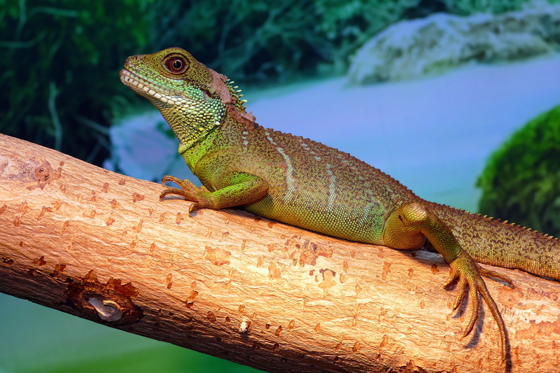 thai, vivarium, creature, terrarium, plant, chinese, reptilia, reptile, animals in the wild, lizard, one animal, chinese dragon, nature, animal, tropical