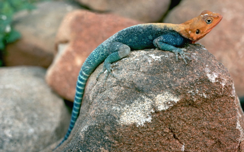 Lizard, Reptiles, 1080P, Agama