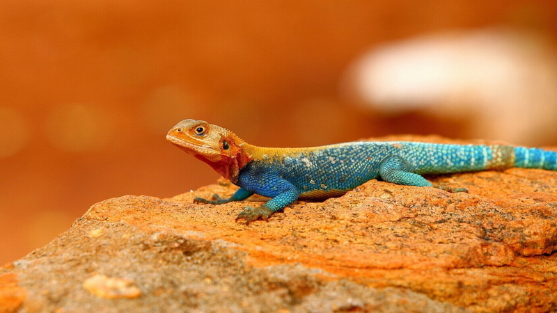 gecko, Agama, one animal, animal themes, full length, selective focus, animal wildlife, rock, nature, Lizard, day, rock - object, solid, Reptiles, animals in the wild