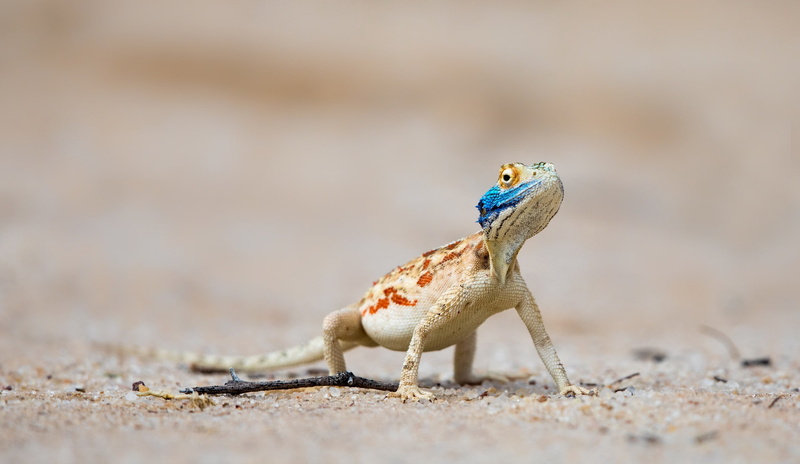 Kgalagadi Transfrontier Park, 1080P, Ground agama, Nossob, South Africa, Lijersdraai