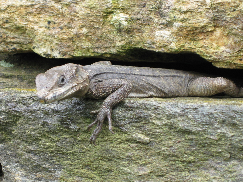 rock, starred agama lizard, one animal, animal, animal wildlife, agama stellio, carnivore, vertebrate, land, iguana, wildlife, solid, tree, animal scale