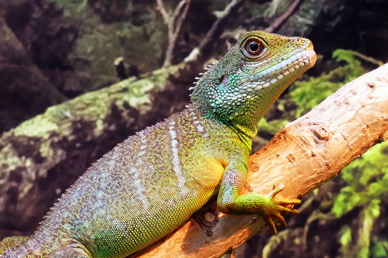 cocincinus, wilderness, single, scale, animal wildlife, agama, natural, wood, day, vitality, dragon, china, nature, crawling, physignathus, one animal