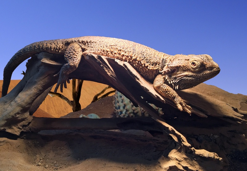 animal body part, australia, nature, extinct, lizards, rock, one animal, animals in the wild, sky, no people, carnivore, solid, day, animals, pogona vitticeps