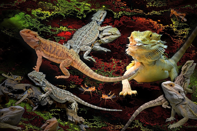 animals in the wild, tree, pogona vitticeps, animal scale, animal, iguana, branch, reptile, day, no people, animals, outdoors, group of animals, pogona bearded dragons