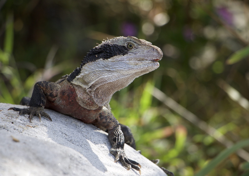 vertebrate, outdoors, side view, detail, manly, wildlife, rock, dinosaur, 4K, agama, one animal, sydney, animal scale, animals in the wild, wildlifephotography