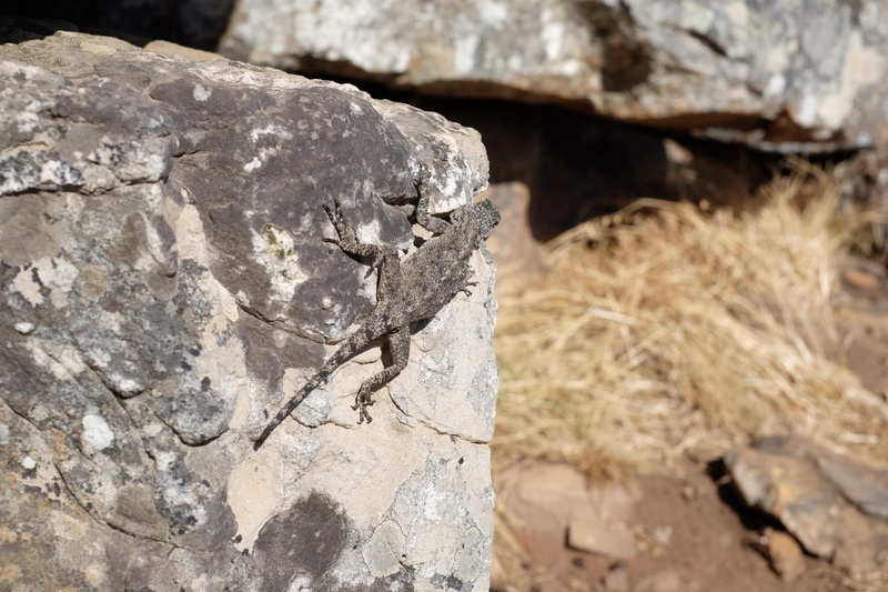 geology, plant, close-up, 1080P, ancient, outdoors, Lizard, focus on foreground, land, vertebrate, sunlight, animals in the wild, solid, one animal, day