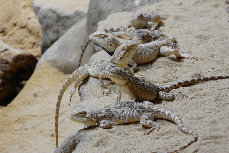 no people, vertebrate, group of animals, animals in the wild, close-up, day, animal, the prague zoo, a group of agam, rock, agamas, Agama, agama steppe