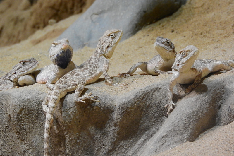 rock, trapelus sanguinolentus, agamas in the sand, lizard, agama steppe, solid, danger, 4K, a group of agam, a few lizards, day, reptile, the prague zoo