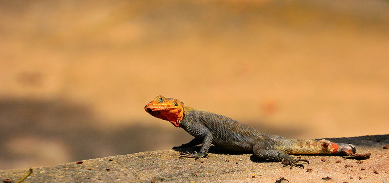 nature, mouth open, focus, red, iguana, tropical Climate, rock - object, animal themes, 5K, wildlife, gray, Agama Agama, shallow, lizard, day, full length
